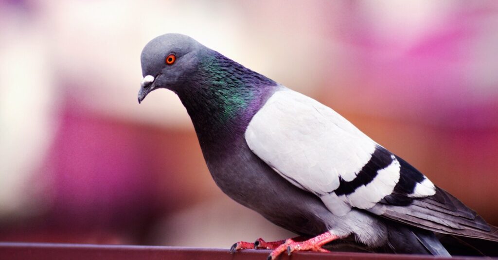 pigeon