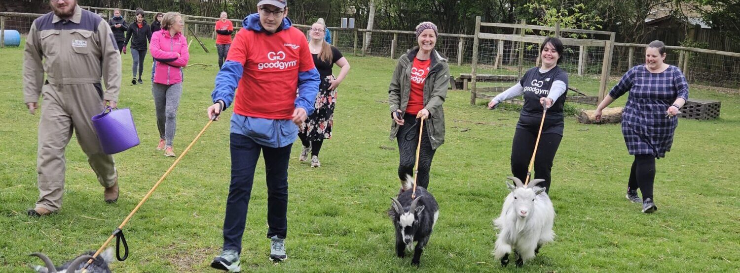 Members of good gym walking goats across a field
