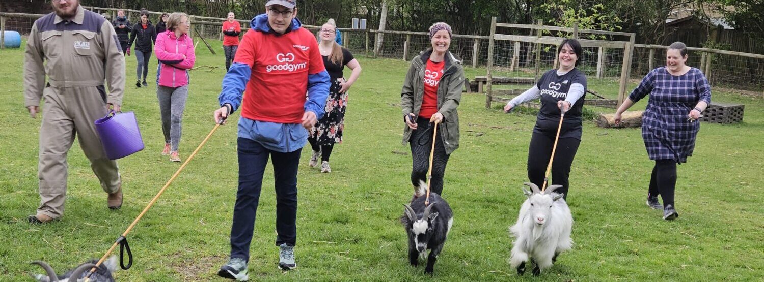 Members of good gym walking goats across a field