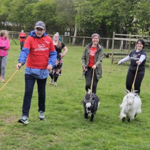 Members of good gym walking goats across a field